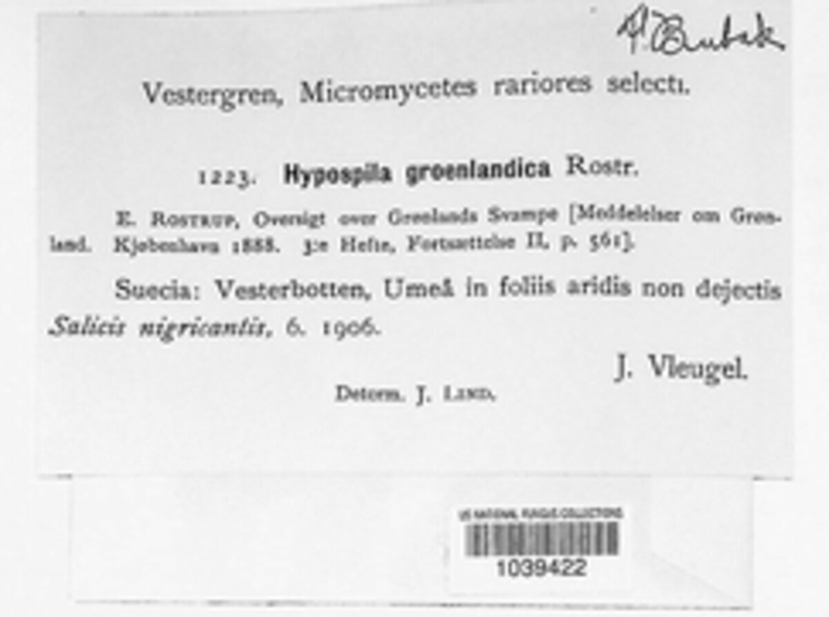 Pleuroceras groenlandicum image